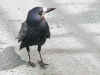 Tarbert Ferry Crow (78146 bytes)