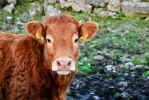 Kilmacduagh Cow (108238 bytes)