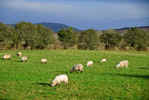 Sheep in field near Coad Church (122865 bytes)