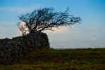 Tree and Rock Wall on the Burren (92975 bytes)