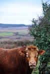 Big Bull near Killeany Church (449428 bytes)