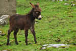 Baby Donkey near Corofin