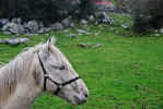 White Horse near Corofin