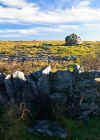 Erratic near Parknabinnia Wedge Tomb (151003 bytes)